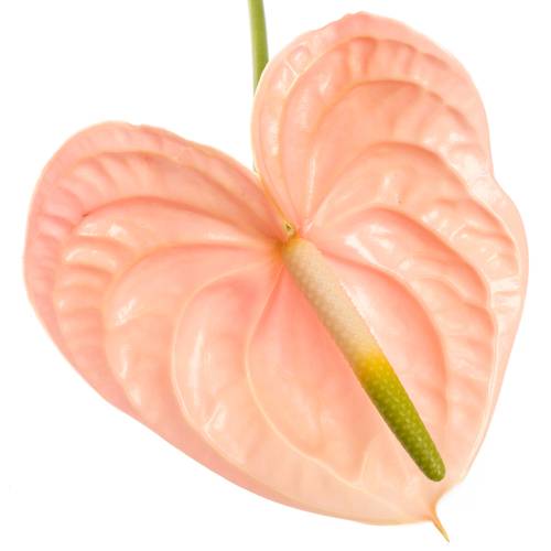 Anthurium lachs Cheers Blüte 11cm