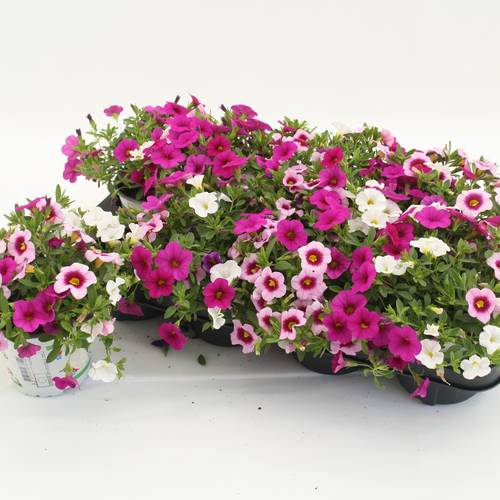 Calibrachoa Trixi Pink Paradise rosa/lilawei T12 H020