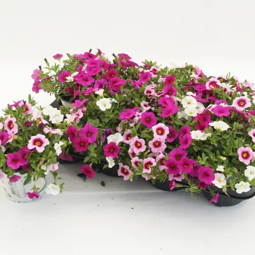 Calibrachoa Trixi Pink Paradise rosa/lilawei T12 H020