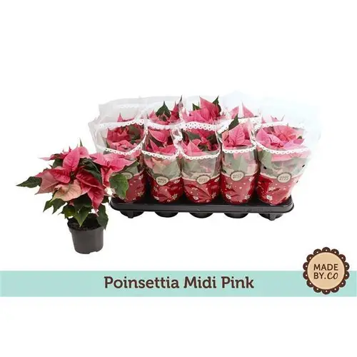 Poins.rosa Verzw T10,5 H25
