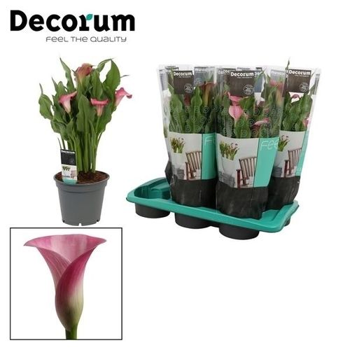 Calla rosa T17 H55
