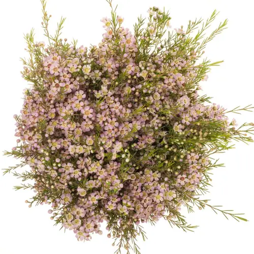 Wachsflower hell rosa Dori 45 Gramm 60cm