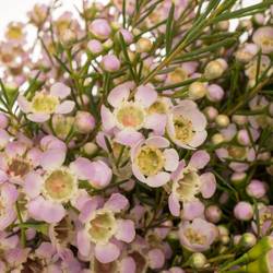 Wachsflower hell rosa Dori 45 Gramm 60cm