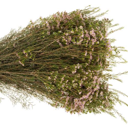 Wachsflower hell rosa Dori 45 Gramm 60cm