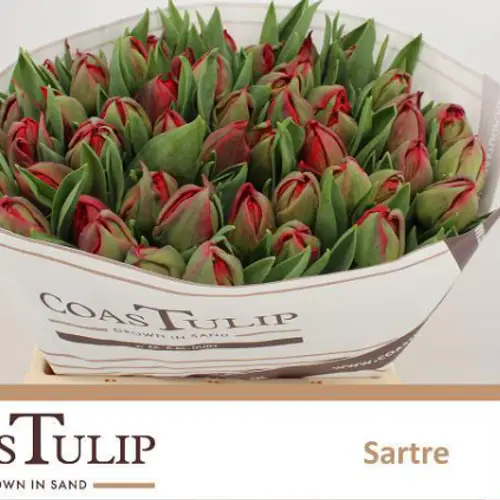 Tulpe rot doppel Sarte Coas Tulip 52 Gramm