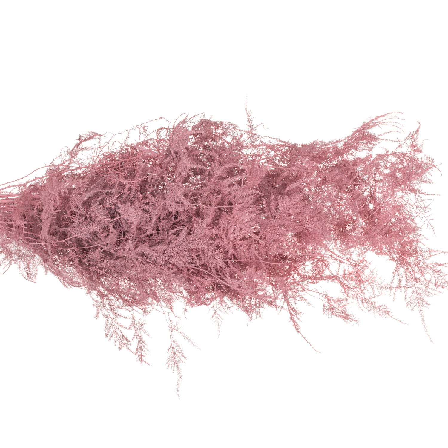 Plumoses rosa gefärbt 85cm (x25)