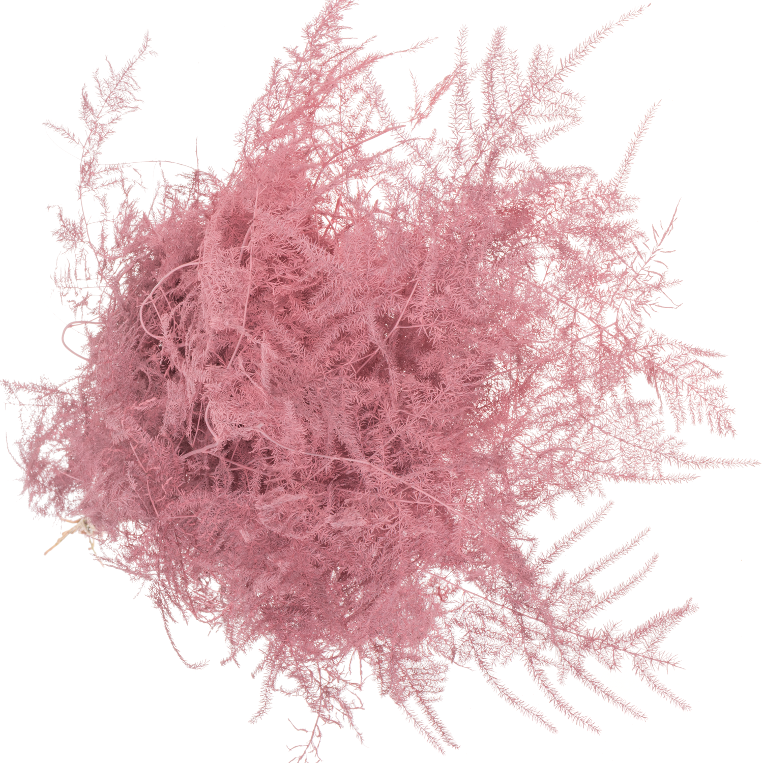 Plumoses rosa gefärbt 85cm (x25)