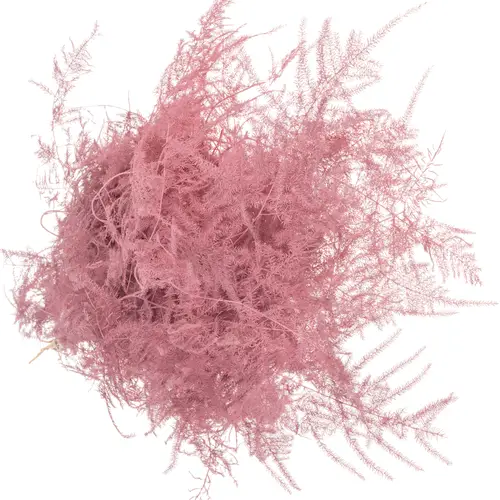 Plumoses rosa gefärbt 85cm (x25)