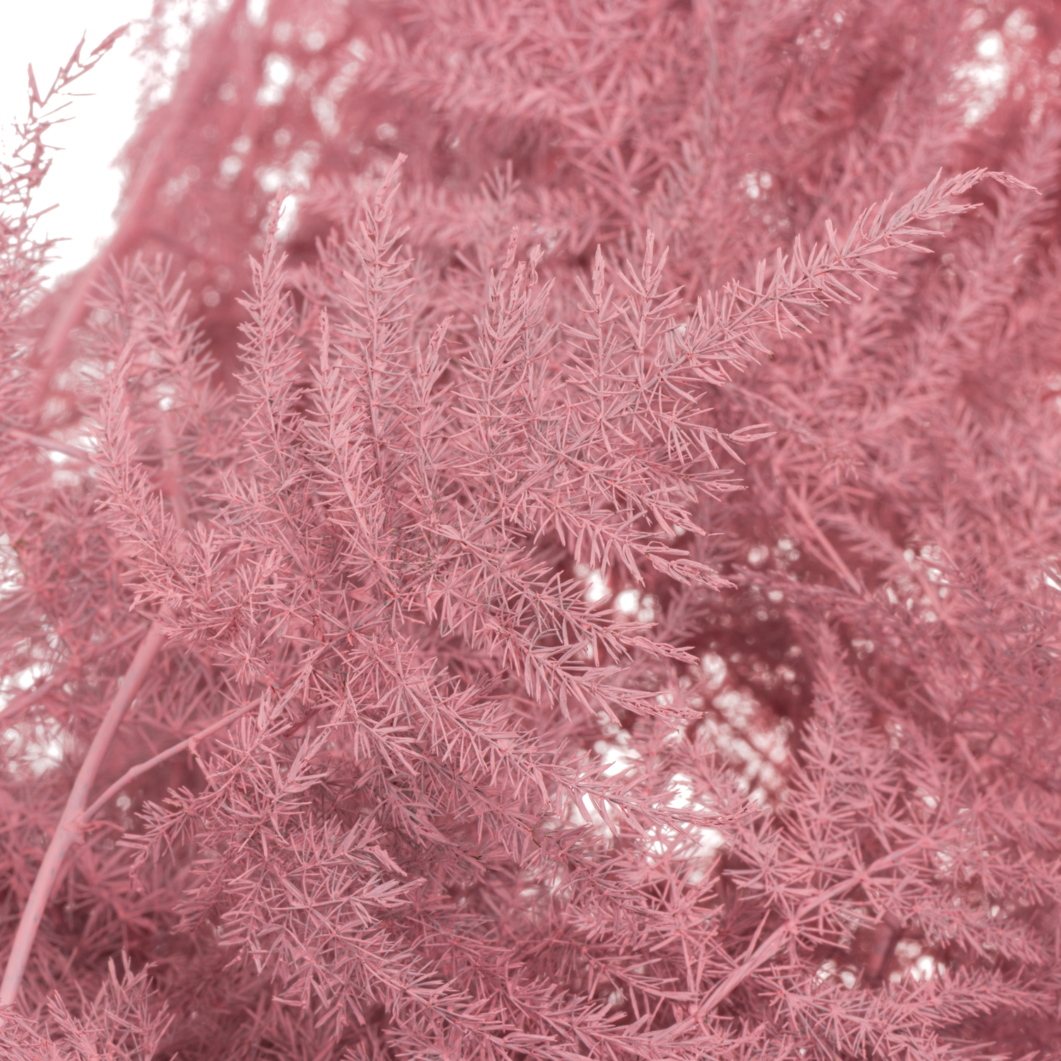 Plumoses rosa gefärbt 85cm (x25)