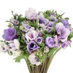 Anemone blau Anemone Mistral Celeste Italien x 30 40cm