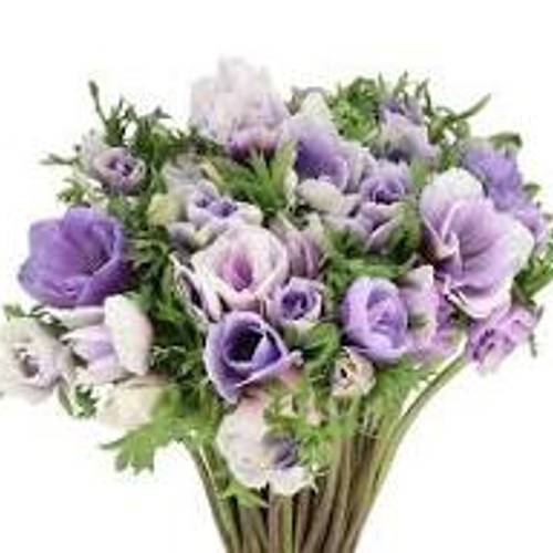 Anemone blau Anemone Mistral Celeste Italien x 30 40cm