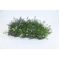 Lobelia Tricolor T13 H15