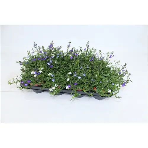 Lobelia Tricolor T13 H15
