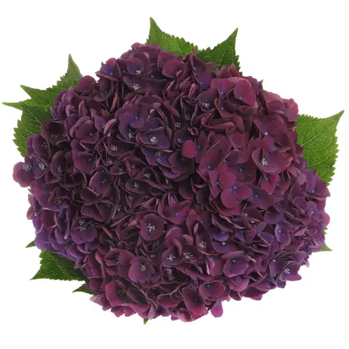 Hortensie dunkel lila Mon Amour Bol 18cm 80cm