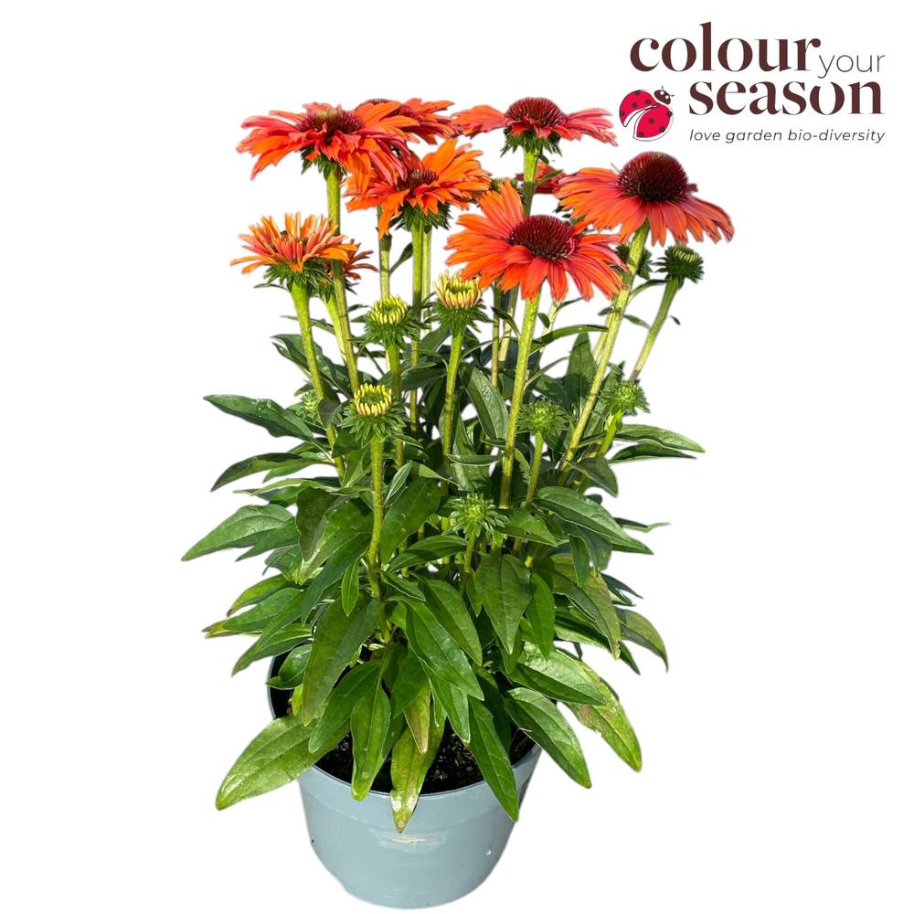 Echinacea orange SunSeekers T19 H050