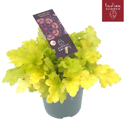 Heuchera mix Indian Summer T12 H025