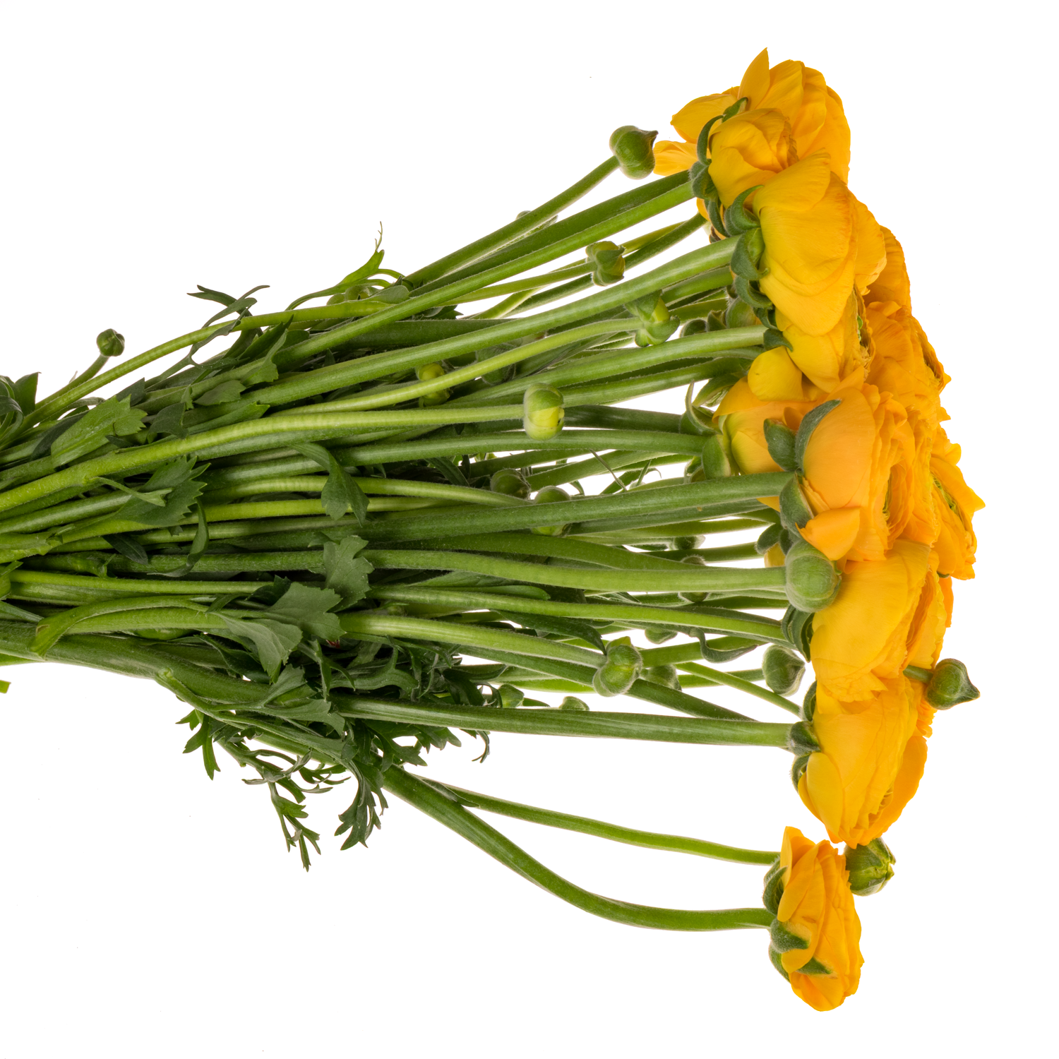 Ranunkel orange Cloni Sunrise 40cm x 30