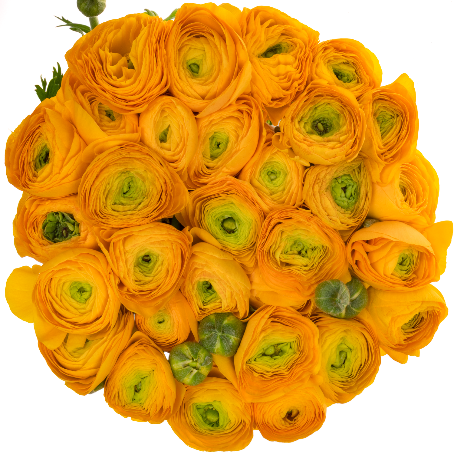 Ranunkel orange Cloni Sunrise 40cm x 30