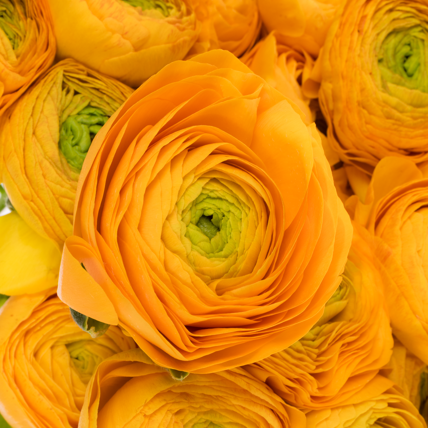 Ranunkel orange Cloni Sunrise 40cm x 30