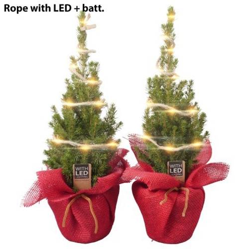 Picea Glauca Conica PTK25423 +LED Jute T13 H045