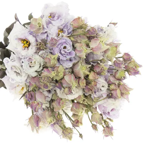 Lisianthus milka Heavenly gefärbt 5+Bl.70cm