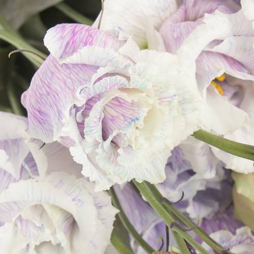 Lisianthus milka Heavenly gefärbt 5+Bl.70cm