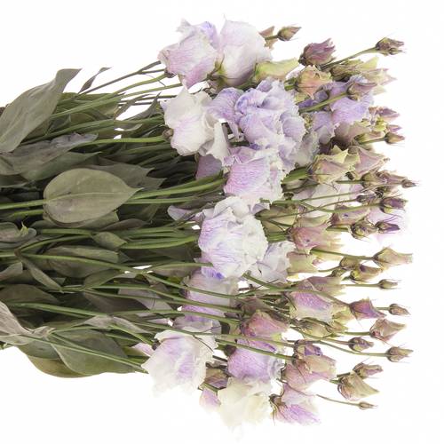 Lisianthus milka Heavenly gefärbt 5+Bl.70cm
