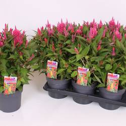 Celosia rosa Kelos Fire T17 H040