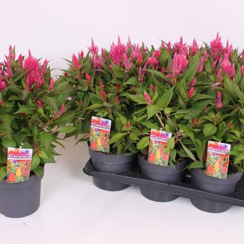 Celosia rosa Kelos Fire T17 H040