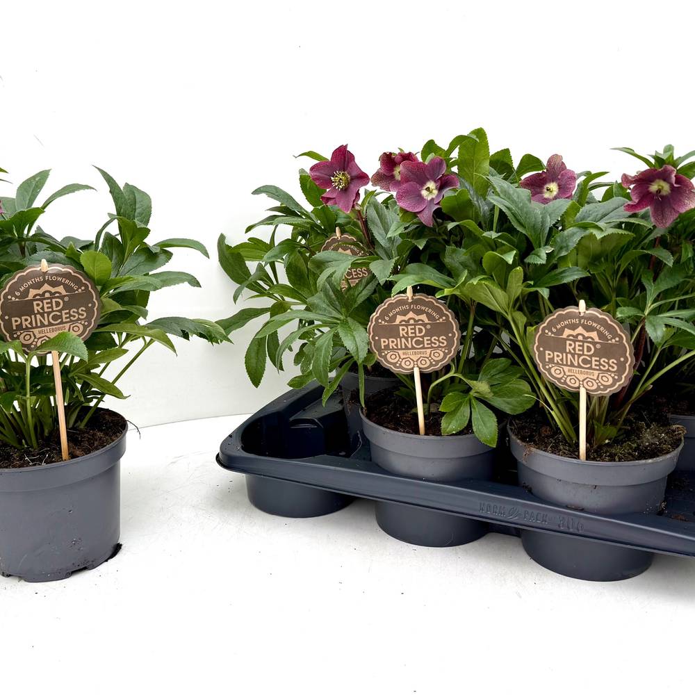 Helleborus VIV Victoria rosa/lila T17 H040
