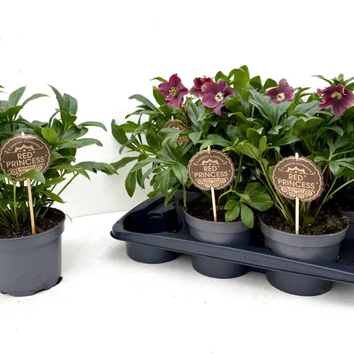 Helleborus VIV Victoria rosa/lila T17 H040