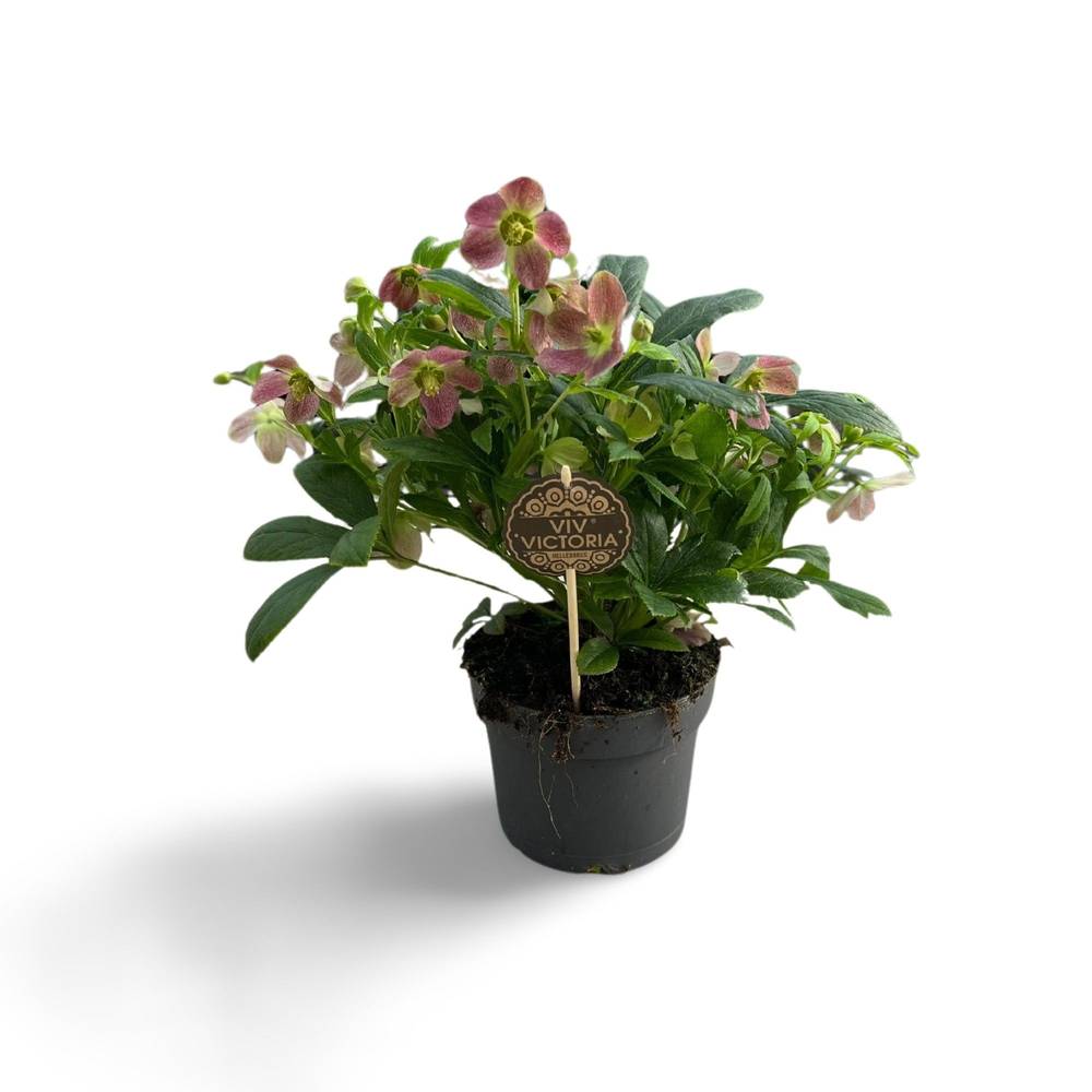 Helleborus Viv Victoria rosa/lila T17 H040