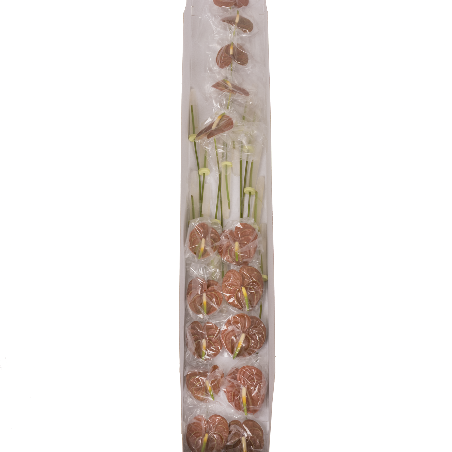 Anthurium braun Corniche Blüte 7cm