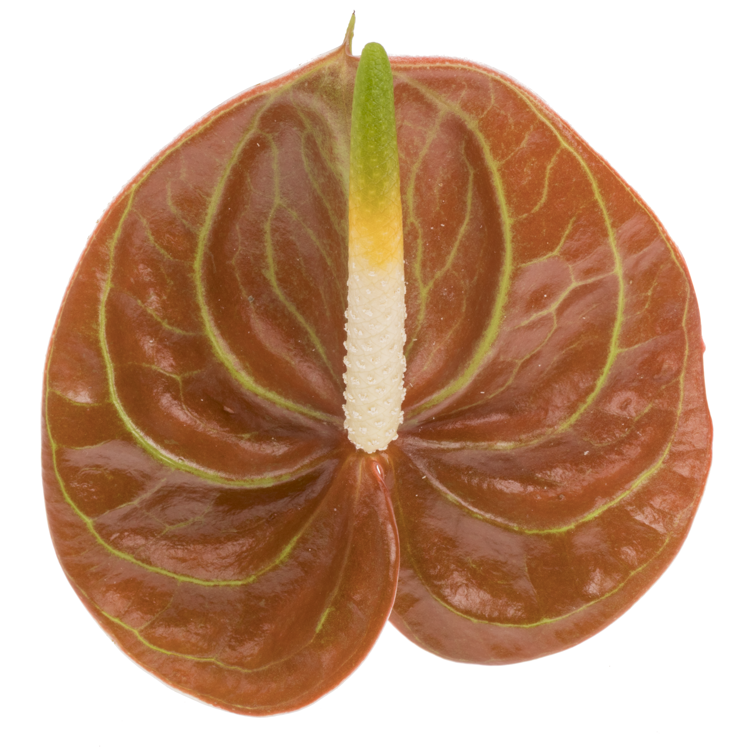 Anthurium braun Corniche Blüte 7cm