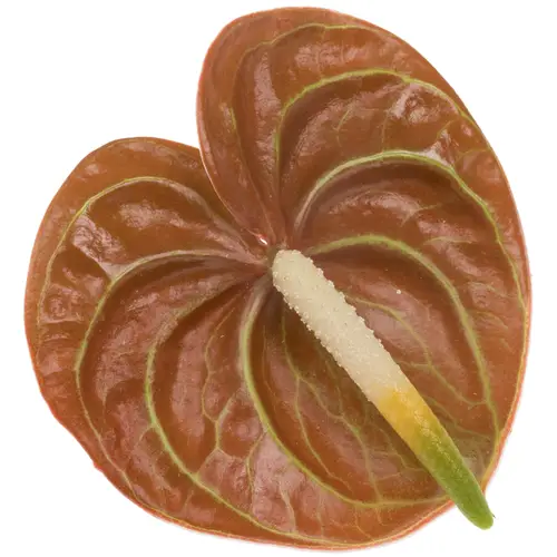 Anthurium braun Corniche Blüte 7cm