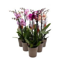 Phal.2-R mix im Hanna Übertopf braun T12 H050