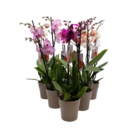 Phal.2-R mix im Hanna Übertopf braun T12 H050