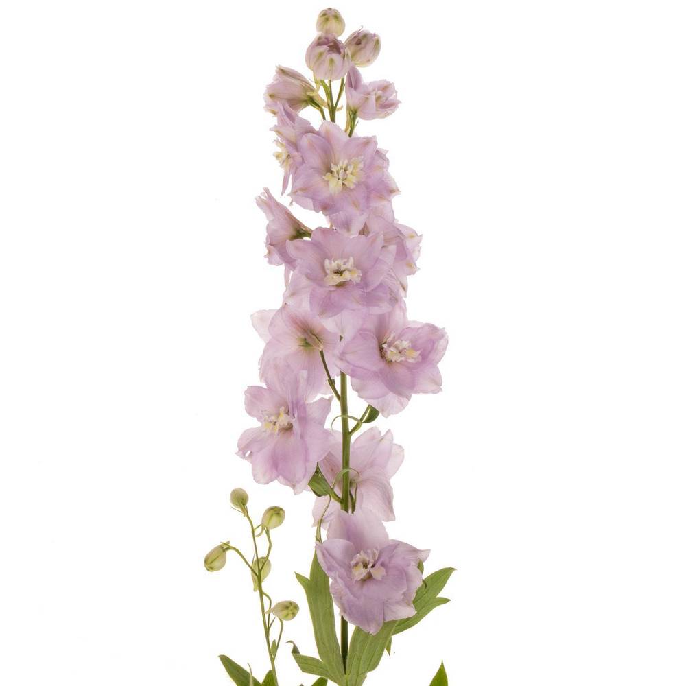 Delphinium Milka Cindarella 70cm