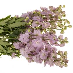 Delphinium Milka Cindarella 70cm