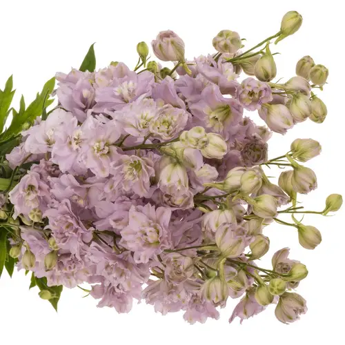 Delphinium Milka Cindarella 70cm