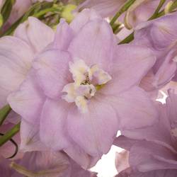 Delphinium Milka Cindarella 70cm