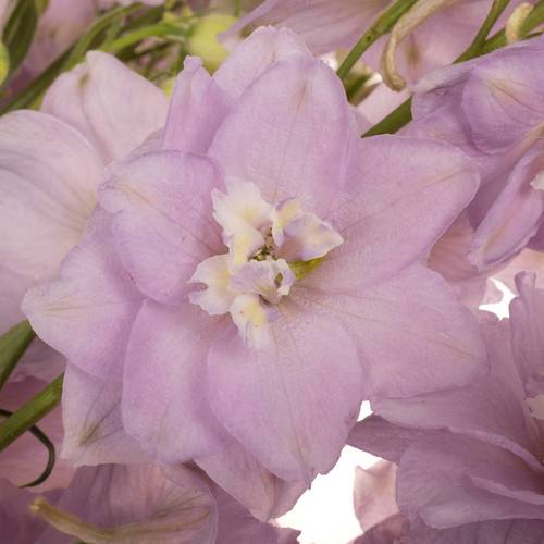 Delphinium Milka Cindarella 70cm