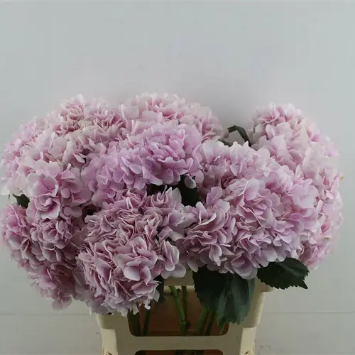 Hortensie hell rosa Dream Pink Bol 17cm 60cm