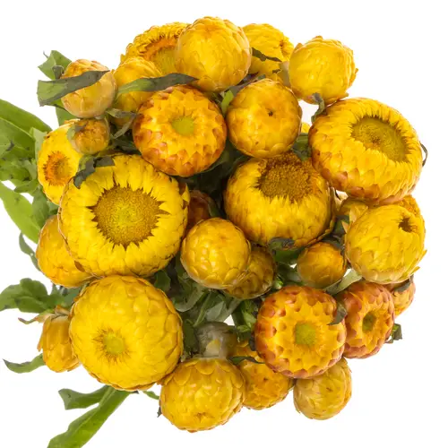 Helicrysum gelb 55cm