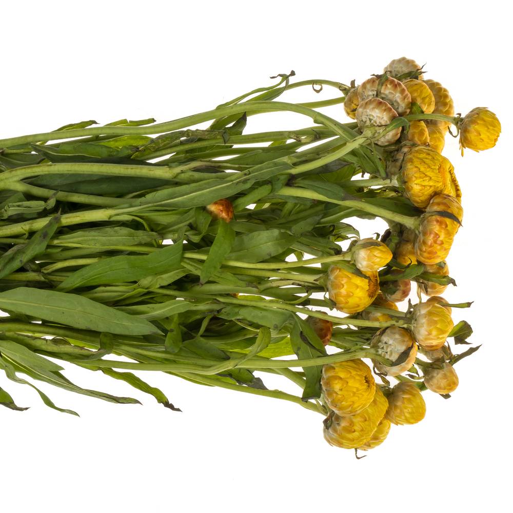 Helicrysum gelb 55cm
