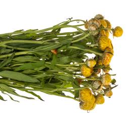 Helicrysum gelb 55cm