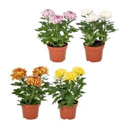 Chrysantheme mix Cosmo T12 H035