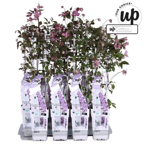 Clematis Fincent T15 H65