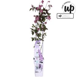 Clematis Fincent T15 H65