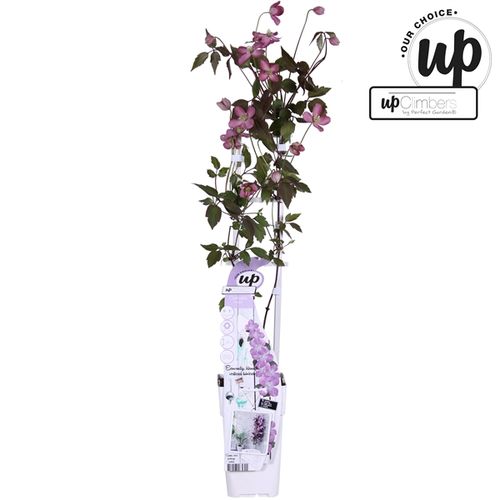 Clematis Fincent T15 H65